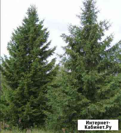 Саженцы лиственницы Новосибирск