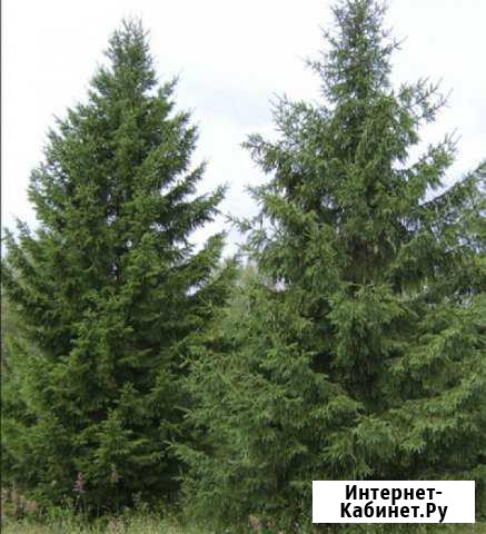 Саженцы лиственницы Новосибирск - изображение 1