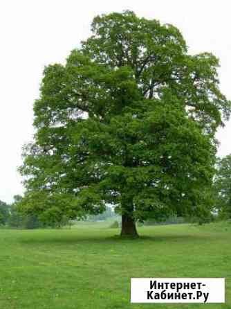 Саженцы Дуба Новосибирск