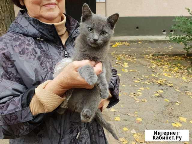 Отдам котят (черно-белого и серенького) Шахты - изображение 1