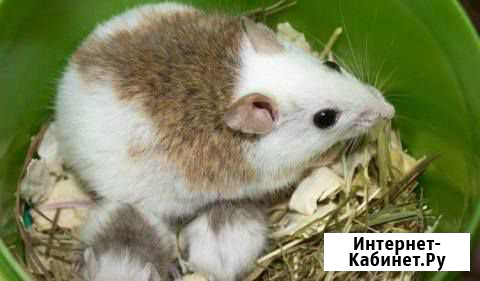 Кормовые мыши (Мастомисы) Кемерово - изображение 1