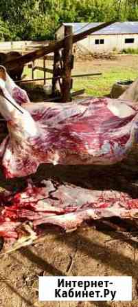 Мясо быков Симментальской породы Казань