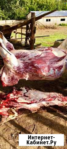 Мясо быков Симментальской породы Казань - изображение 1