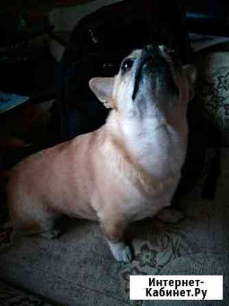 Чихуахуа мальчик вязка Астрахань