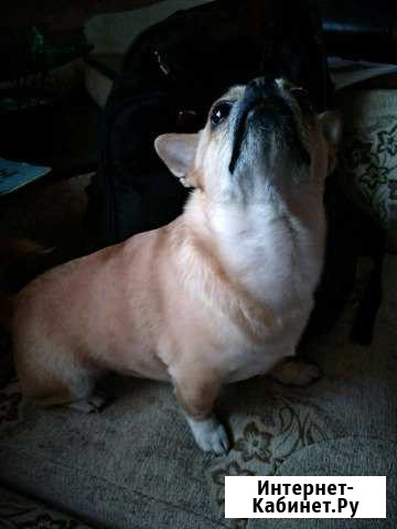 Чихуахуа мальчик вязка Астрахань - изображение 1