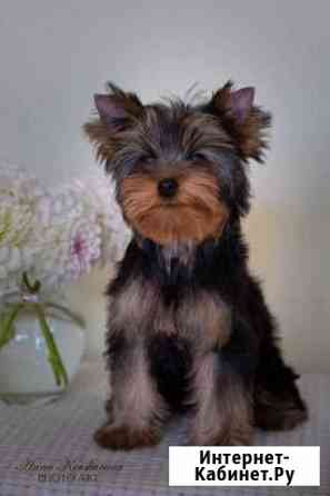 Йоркширский терьер щенки Москва