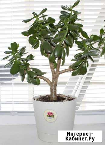 Денежное дерево Волгоград - изображение 1