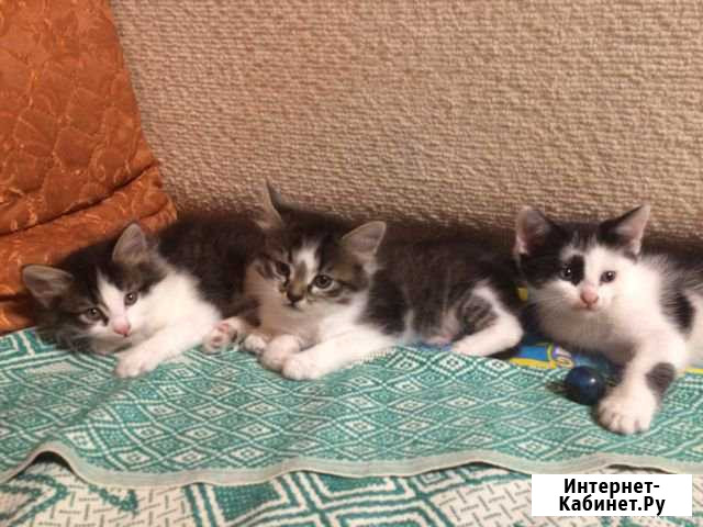Котята Нижнекамск - изображение 1