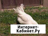 Куры Несушки Молодочки Боровичи - изображение 1