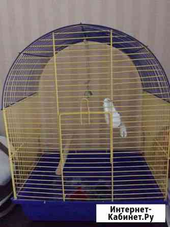 Клетка Новосибирск