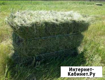 Сено 2019 в тюках с доставкой Архангельск - изображение 1