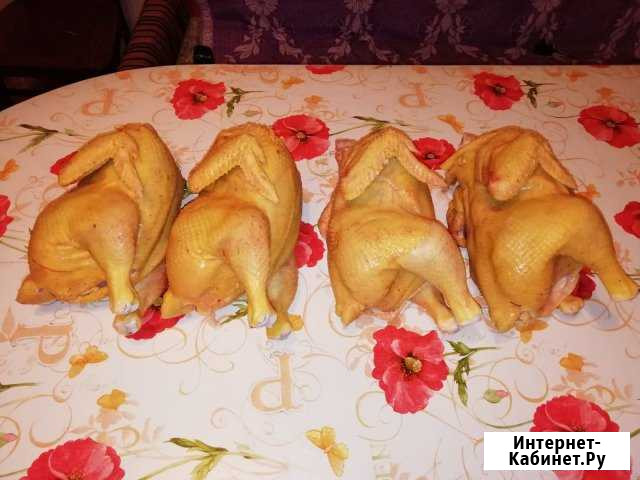 Куры домашние Прохладный - изображение 1