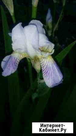 Ирисы Нижний Новгород