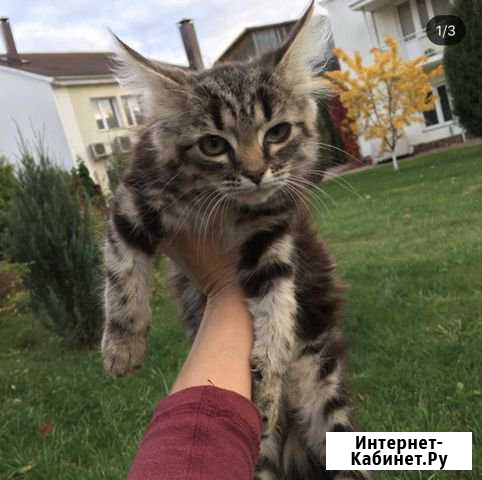 Котёнок Басик Москва - изображение 1