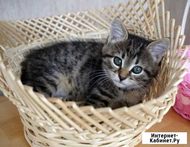 Красивые котята в дар Островцы - изображение 1