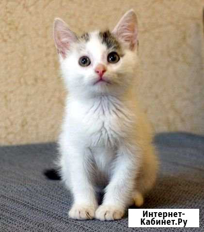 Котята-малыши в дар Коммунарка - изображение 1