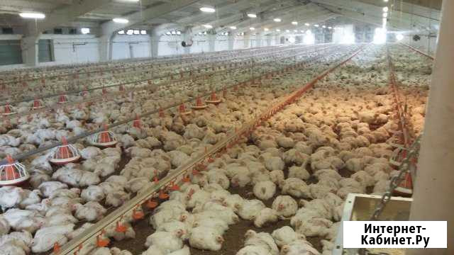 Цыплята бройлера живым весом Мингрельская - изображение 1
