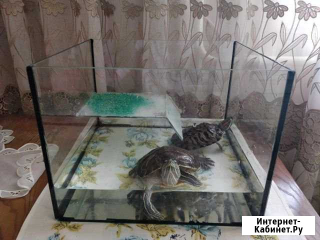 Черепахи Нижнекамск - изображение 1