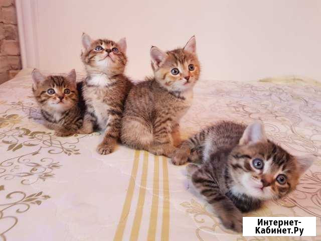 Необыкновенно очаровательные котята Екатеринбург - изображение 1