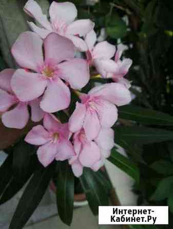 Цветы Олеандр Астрахань