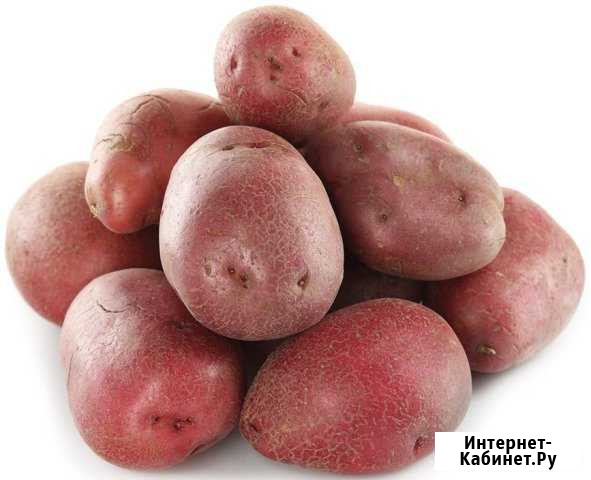 Картофель семенной и на еду Чита - изображение 1
