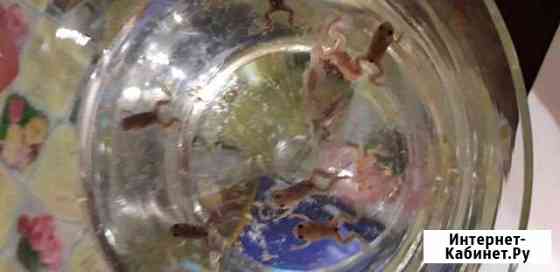 Шпорцевые лягушата Нижний Новгород