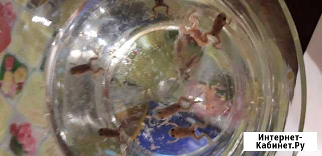 Шпорцевые лягушата Нижний Новгород - изображение 1