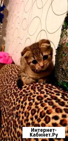 Котик вислоухий Мелехово - изображение 1