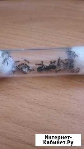 Муравьи Messor structor,camponotus, формикарии Курск - изображение 1