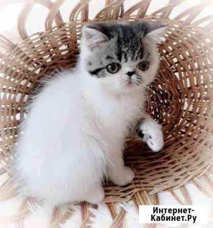 Экзотическая короткошерстная Москва