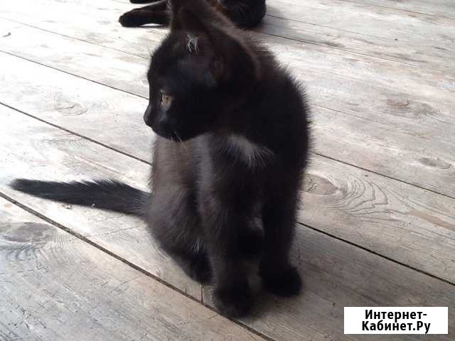 Котенок Нурлат - изображение 1