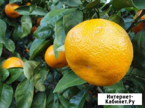 Мандарины - Сочинский-23, Абхазский, Коване Васе Курганинск - изображение 1