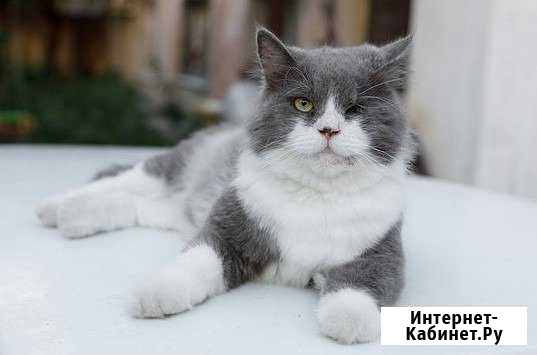 Котик ищет дом Геленджик - изображение 1