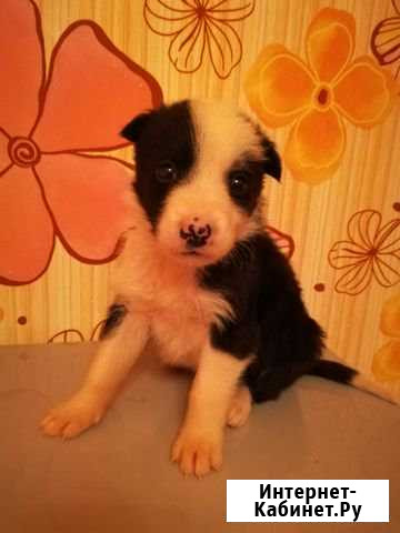 Пацан Лист Набережные Челны - изображение 1