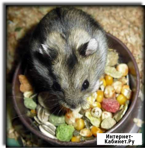 Передержка грызунов на время Вашего отпуска Екатеринбург - изображение 1