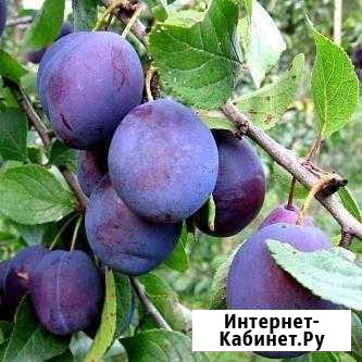 Слива синяя Столбовая - изображение 1