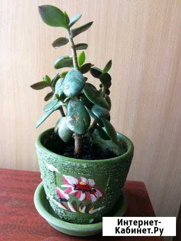 Пеперомия. Денежное дерево. Кактус. Каланхоэ Барнаул - изображение 1