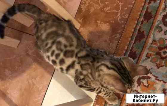 Котёнок Химки