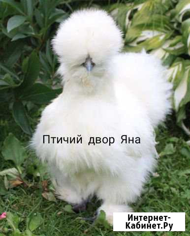 Яйцо инкубационое Китайские шолковые Астрахань - изображение 1