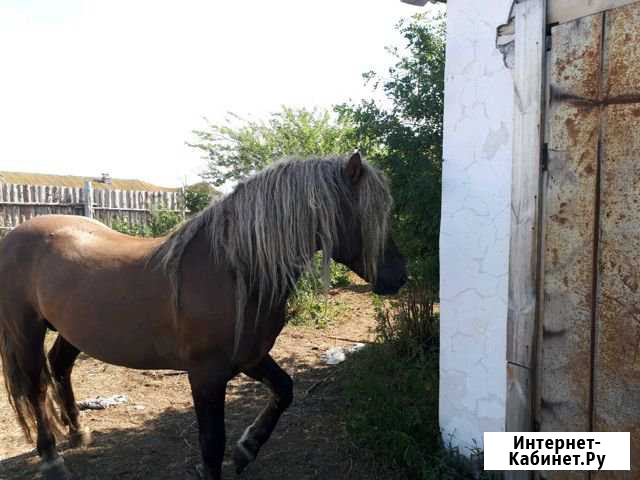 Продам жеребца 8 лет. 100покрытие,жеребя Уйское - изображение 1