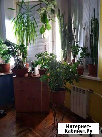 Комод Санкт-Петербург - изображение 1