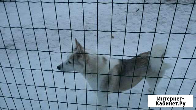 Для охотников Егорьевск - изображение 1