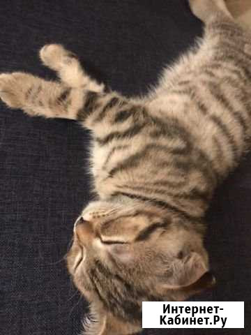 Котята Электросталь - изображение 1