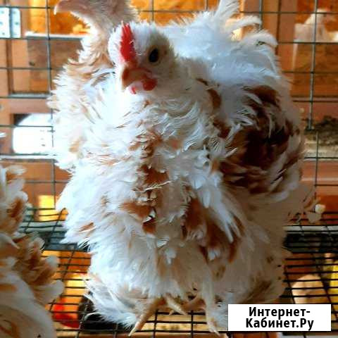 Яйцо и Цыплята Бресс,Фавероль,кох карлик Красноярск - изображение 1