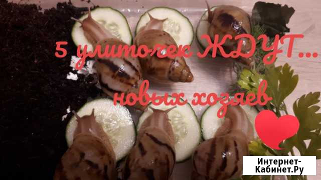 Улитка Ахатина Фулика Екатеринбург - изображение 1