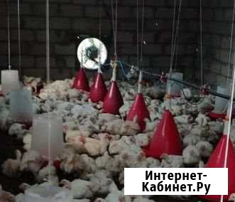 Бройлеры, куры Баксаненок - изображение 1