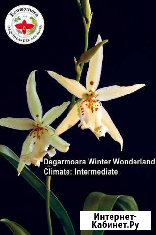 Degarmoara Winter Wonderland Белокуриха - изображение 1