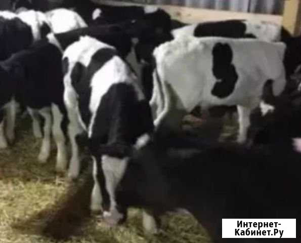 Бычки с племхозяйства Дюртюли - изображение 1
