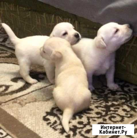 Продаю щенков лабрадора Рубцовск - изображение 1