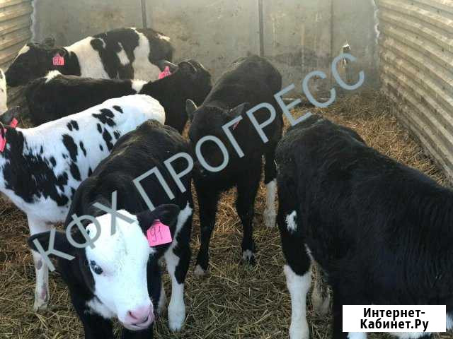 Бычки телята Каменск-Шахтинский - изображение 1